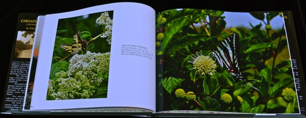 "All the little small things"